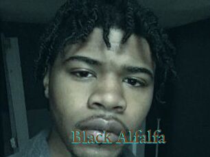 Black_Alfalfa