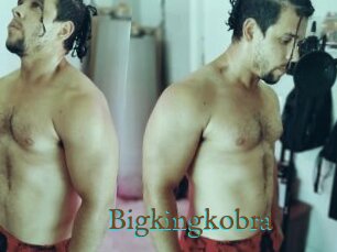 Bigkingkobra