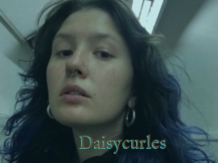 Daisycurles