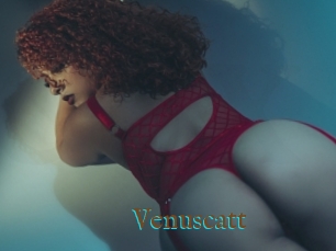 Venuscatt